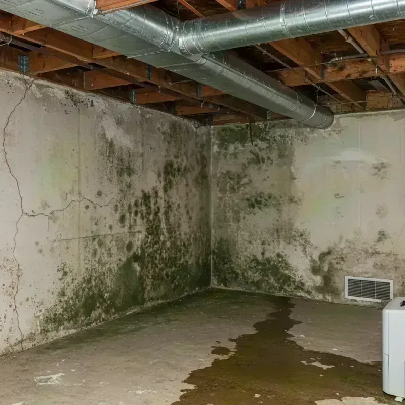 Professional Mold Removal in Spanish Lake, MO